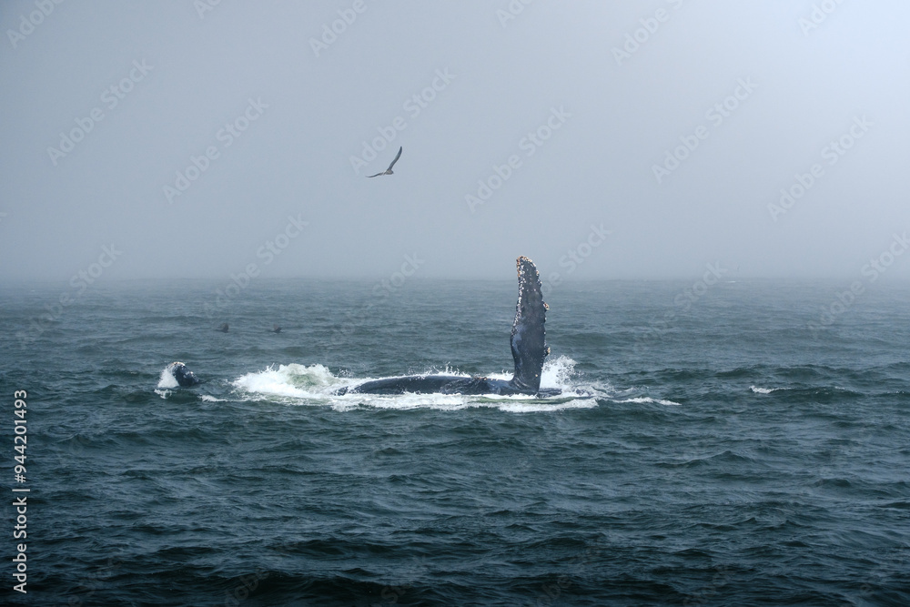 Fototapeta premium Buckelwal an der Küste von Monterey, USA, im Pazifik
