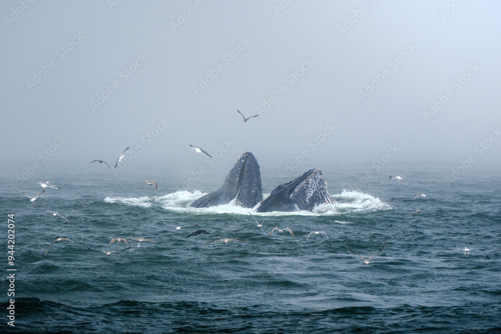 Buckelwal an der Küste von Monterey, USA, im Pazifik Buckelwal an der Küste von Monterey, USA, im Pazifik