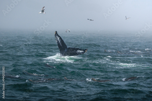 Buckelwal an der Küste von Monterey, USA, im Pazifik photo