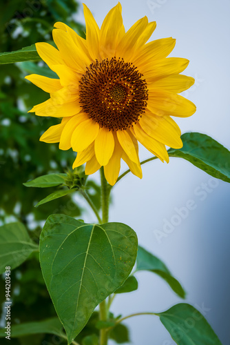 sunflower in the garden