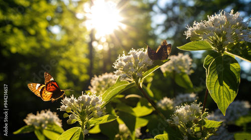 Butterflies on White Flowers in Sunlight