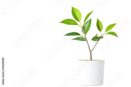 A vibrant green plant in a minimalistic white pot, perfect for home decor and bringing a touch of nature indoors isolate on transparency background