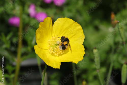 Bourdon terrestre (Bombus terrestris)
Bombus terrestris on an unidentified flower or plant
