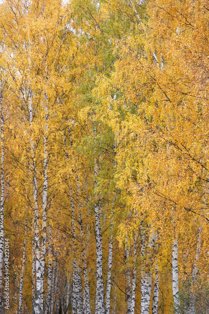 Autumn birch forest. Birch grove with golden autumn leaves, October. Autumn birch forest. Birch grove with golden autumn leaves, October.