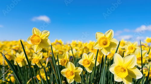 Vibrant Yellow Daffodils Blooming in a Sunny Field