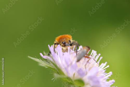 Trichie fasciée (Trichius fasciatus)
Trichius fasciatus in its natural element
 photo