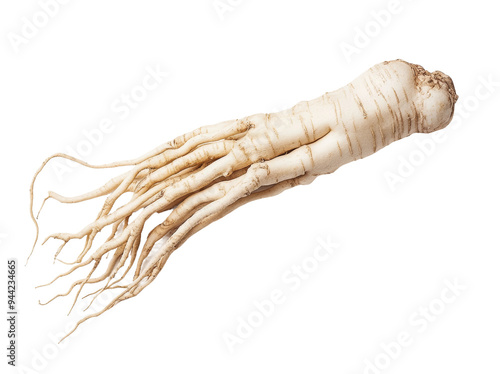 A fresh ginseng root displays a unique shape with long, thin roots, typically utilized for its medicinal properties in herbal remedies. Transparent background PNG