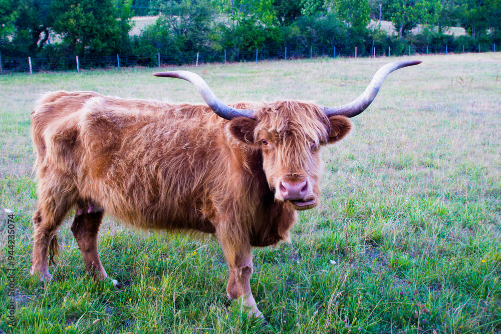 Highland cow in a meadow in the countryside of France. Highland cow in a meadow in the countryside of France.