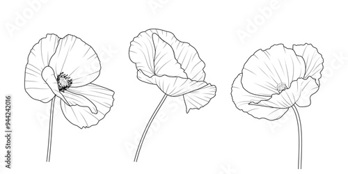 Maki - zestaw trzech kwiatów. Botaniczna ilustracja wektorowa.