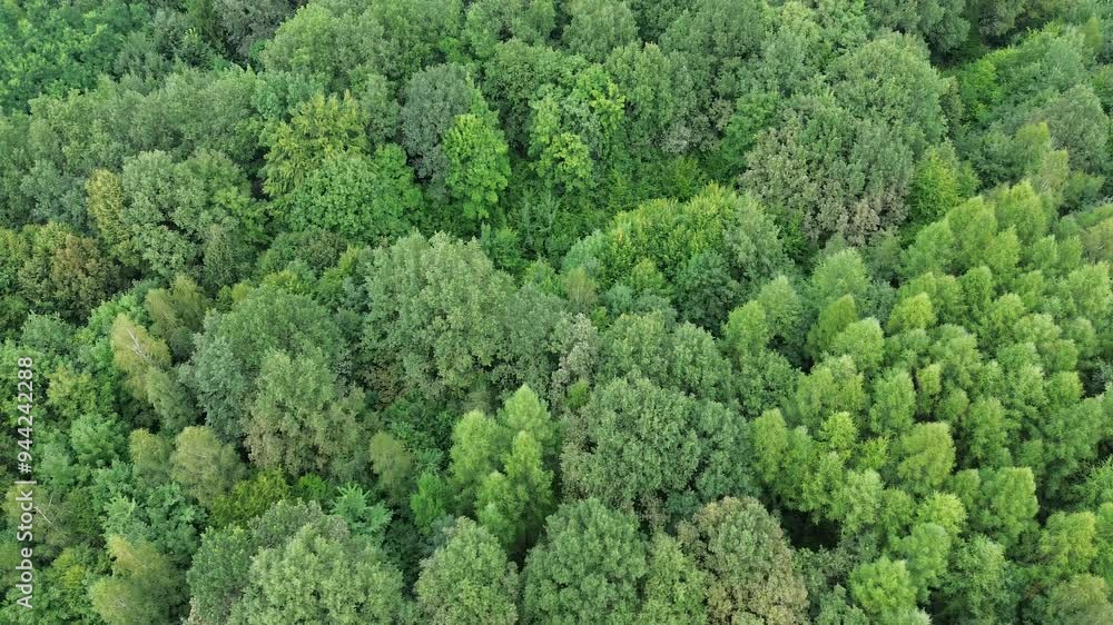 Top-down aerial shot of green treetops Top-down aerial shot of green treetops