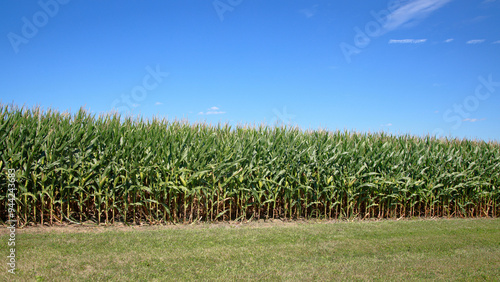 Edge of a mature green cornfield