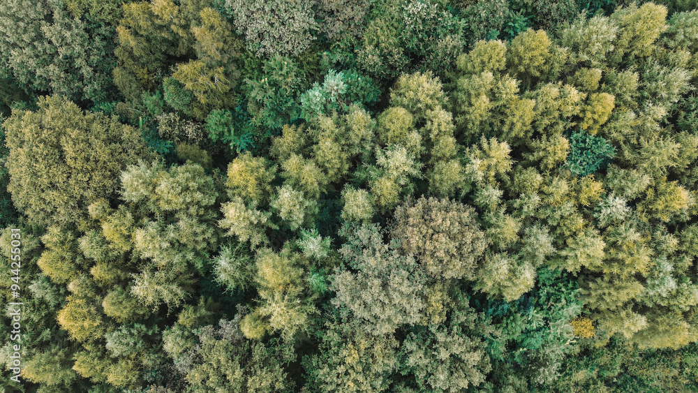 Aerial view of forest treetops Aerial view of forest treetops