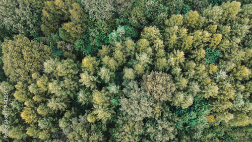 Aerial view of forest treetops