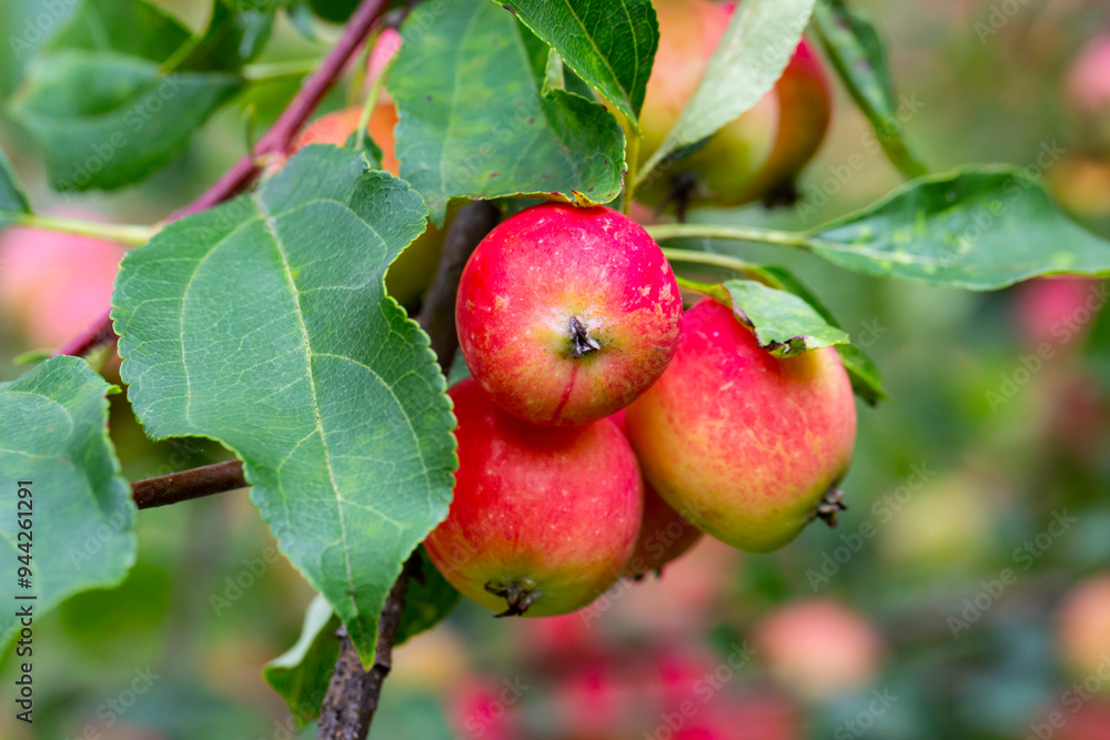 Small red apples on a branch. Picking apples. Satchels on a tree branch. Harvesting. Autumn. The apple orchard. Small red apples on a branch. Picking apples. Satchels on a tree branch. Harvesting. Autumn. The apple orchard.