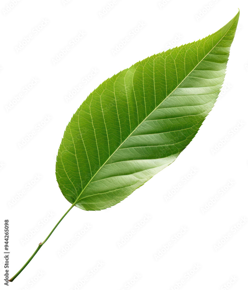Obraz premium PNG Fresh leave blowing annonaceae beverage herbal.