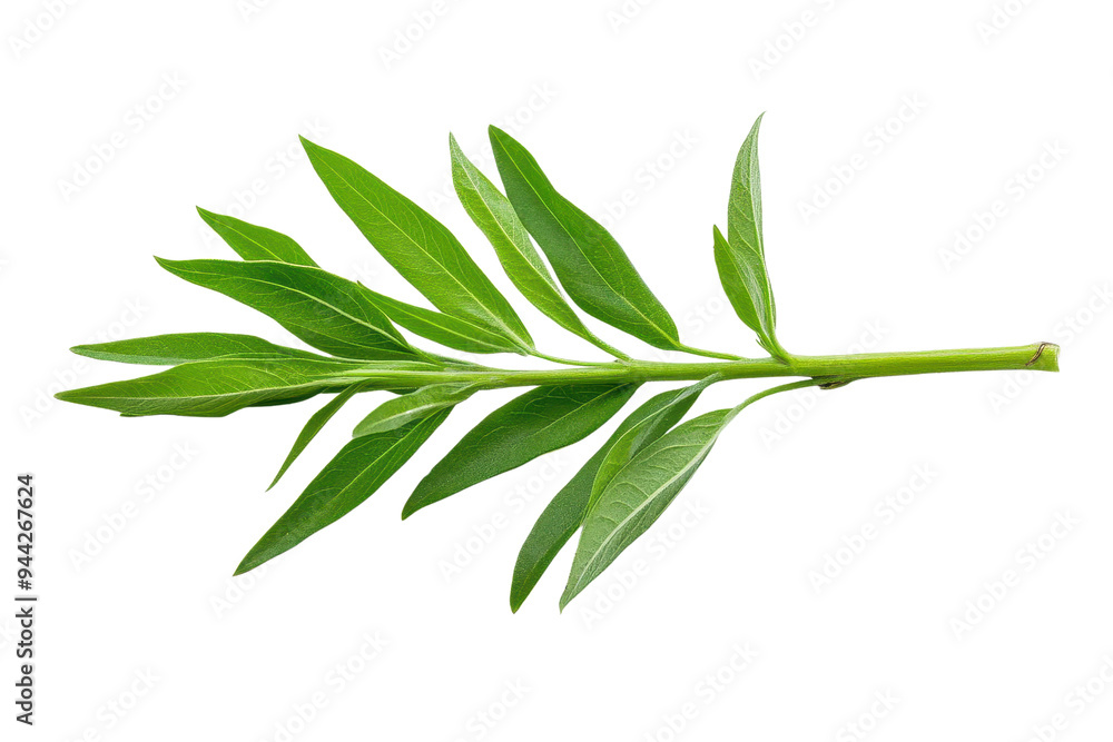 Fresh green leaf isolated on a white background, perfect for nature, herbal, or culinary themes isolate on transparency background Fresh green leaf isolated on a white background, perfect for nature, herbal, or culinary themes isolate on transparency background
