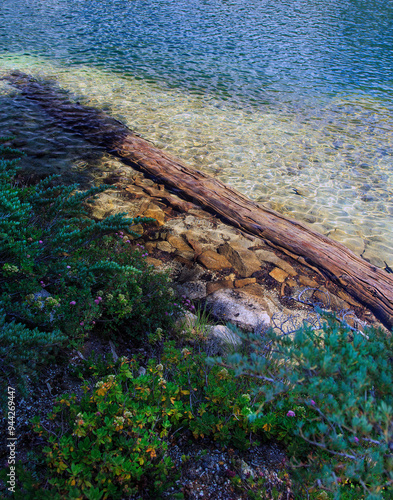 Driftwood, TJ Lake