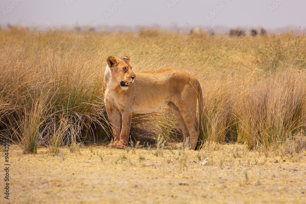 Lioness (Panthera leo) stands on the lookout over the savannah in Etosha National Park Namibia Lioness (Panthera leo) stands on the lookout over the savannah in Etosha National Park Namibia