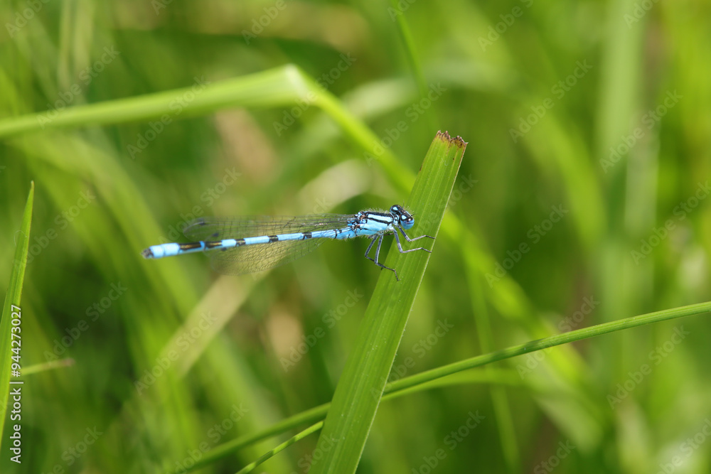 Agrion porte-coupe (Enallagma cyathigerum)
Enallagma cyathigerum on an unidentified flower or plant
