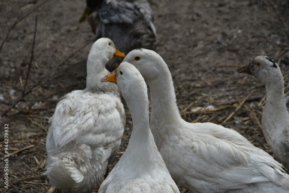 Obraz premium Birds on a farm. Geese and ducks graze on a poultry farm. They have white or gray plumage, yellow or red feet and beaks. A large flock of birds graze in the yard, pecking grain and drinking water.