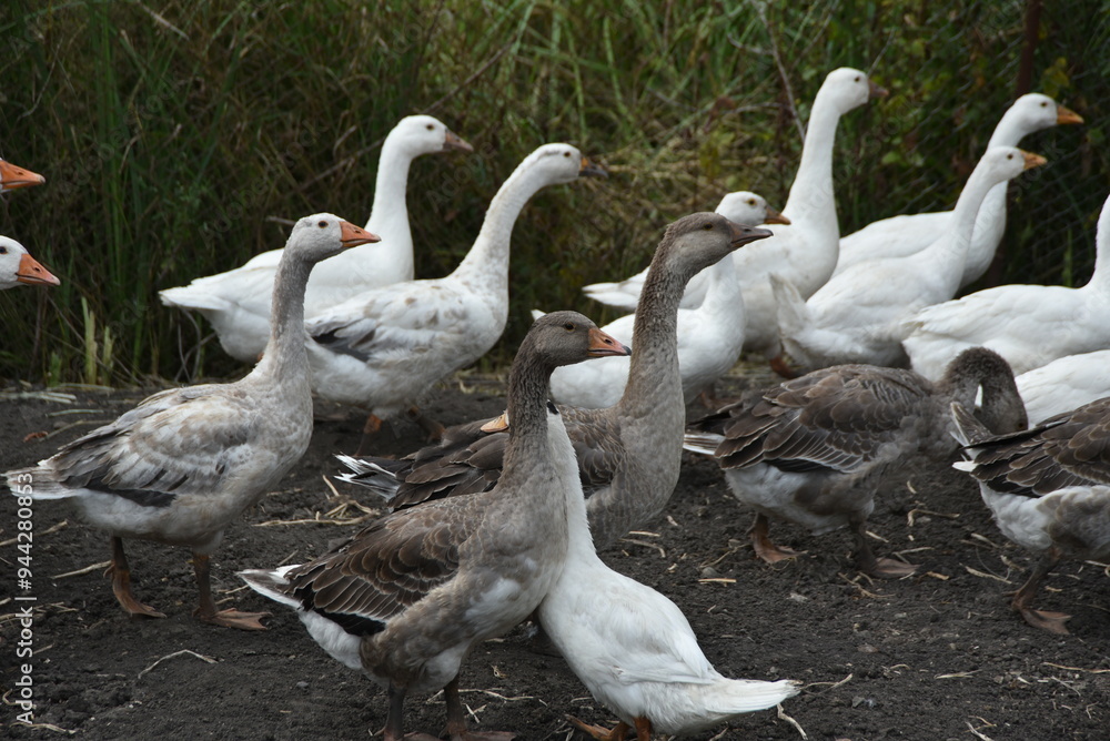 Birds on a farm. Geese and ducks graze on a poultry farm. They have white or gray plumage, yellow or red feet and beaks. A large flock of birds graze in the yard, pecking grain and drinking water. Birds on a farm. Geese and ducks graze on a poultry farm. They have white or gray plumage, yellow or red feet and beaks. A large flock of birds graze in the yard, pecking grain and drinking water.