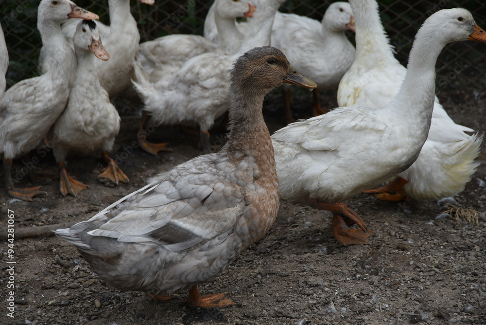 Birds on a farm. Geese and ducks graze on a poultry farm. They have white or gray plumage, yellow or red feet and beaks. A large flock of birds graze in the yard, pecking grain and drinking water. Birds on a farm. Geese and ducks graze on a poultry farm. They have white or gray plumage, yellow or red feet and beaks. A large flock of birds graze in the yard, pecking grain and drinking water.