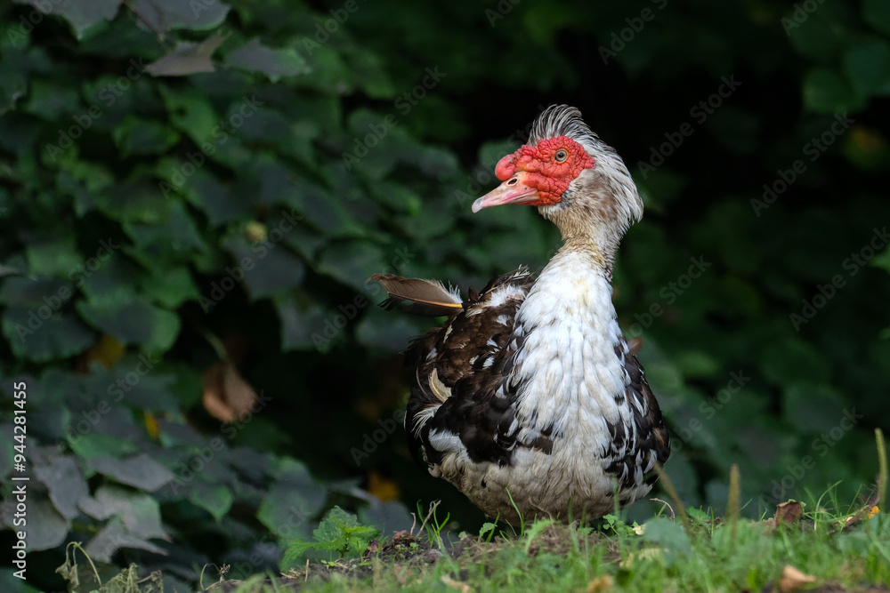 Naklejka premium adult male muscovy duck, Cairina moschata, in natural green