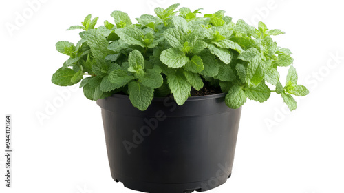 a mint plant in a plastic gardening pot on transparency background PNG