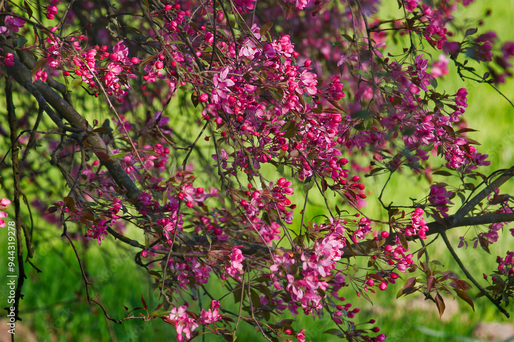 blossoming apple tree branch with pink flowers blossoming apple tree branch with pink flowers