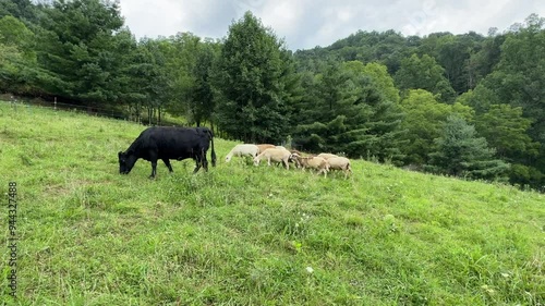 Sheep and Cow on green pasture in the Appalachian Mountains.  photo