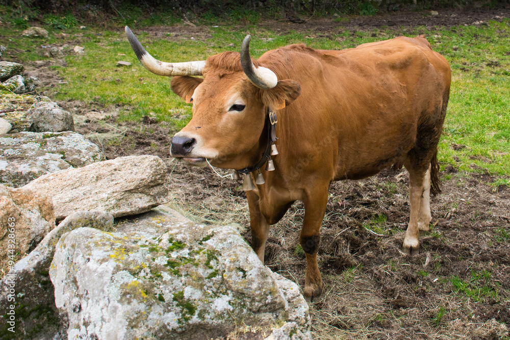 Brown cow in a meadow in Northern Portugal Brown cow in a meadow in Northern Portugal