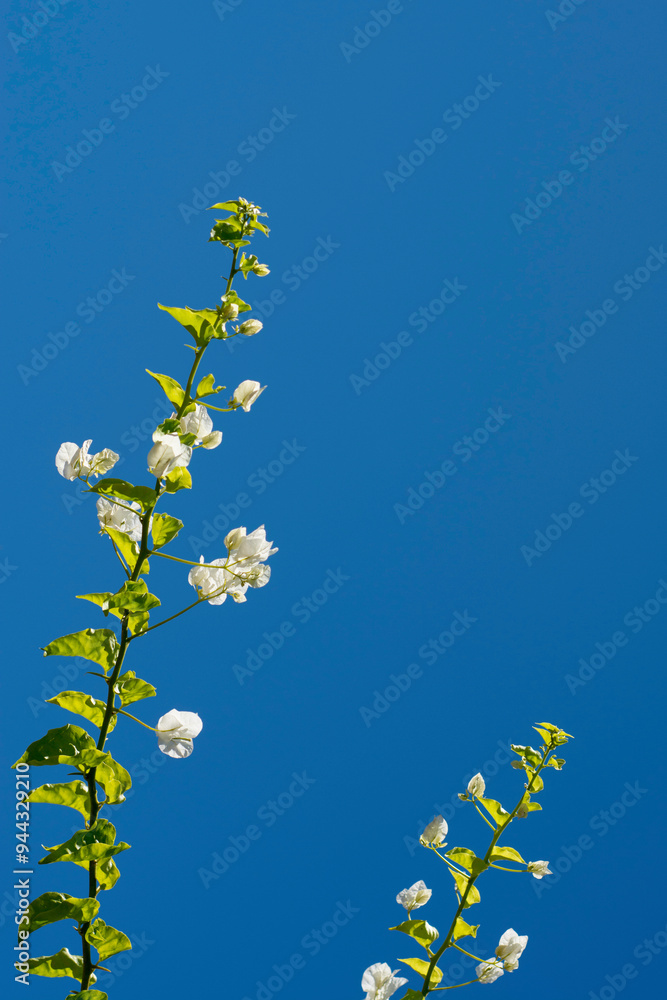 White flowers on a background of blue sky.
White flowers on a background of blue sky.