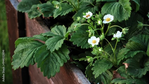 Blooming strawberry plant. Lots of beautiful white flowers of flowering strawberries in high bed of home gardening. Growing of berries. Fresh green leaves of blossoming bushes. Beauty in nature. 4K photo