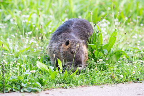 Nutria river rat, coypu herbivorous, semiaquatic rodent member of the family Myocastoridae on the meadow, baby animals, habitant wetlands photo