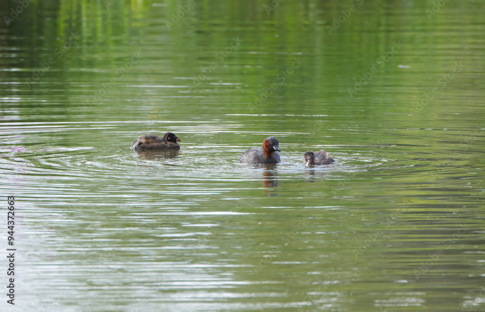 little grebe with two young chicks, little grebe female with her young, little grebe family in the pond
little grebe with two young chicks, little grebe female with her young, little grebe family in the pond