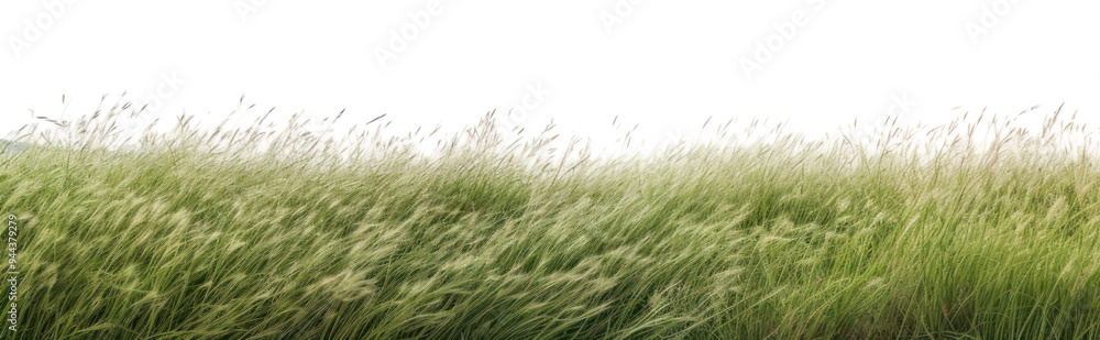 PNG Serene grassy field landscape PNG Serene grassy field landscape