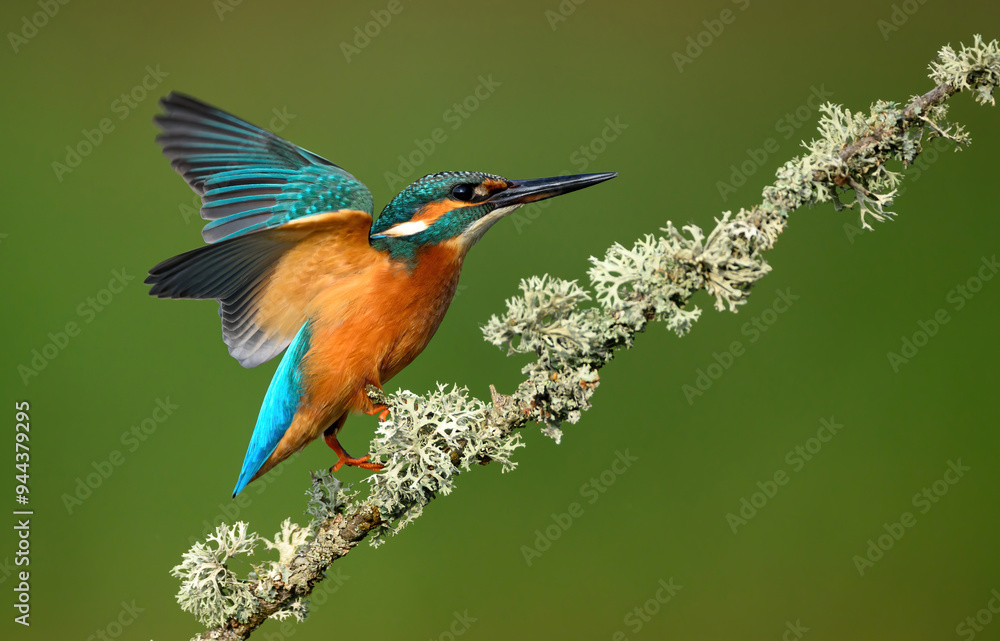 European Kingfisher ( Alcedo atthis ) close up European Kingfisher ( Alcedo atthis ) close up