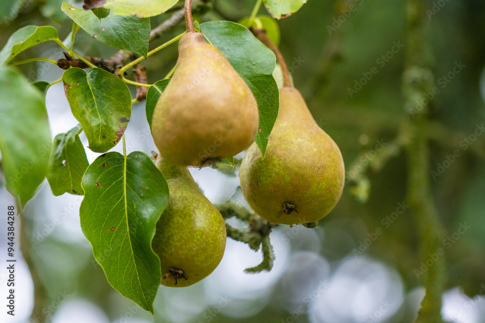 Conference pears ripening on a pear fruit tree. Conference pears ripening on a pear fruit tree.