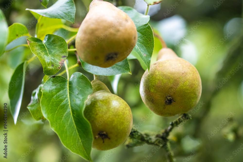 Conference pears ripening on a pear fruit tree. Conference pears ripening on a pear fruit tree.