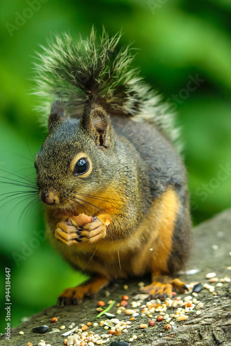 Douglas Squirrel in British Columbia  photo