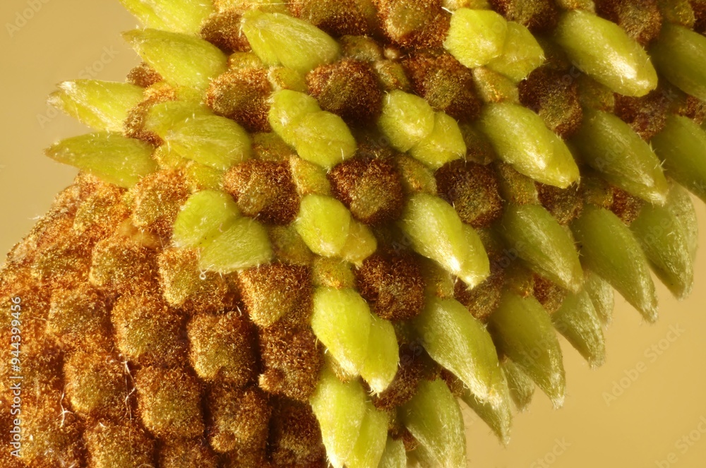 Fototapeta premium Close-up of Silver Banksia (Banksia marginata) flower spike. Native Australian plant.