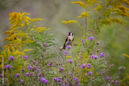European goldfinch sits on the brown knapweed flowers toward the camera lens on a sunny summer evening.