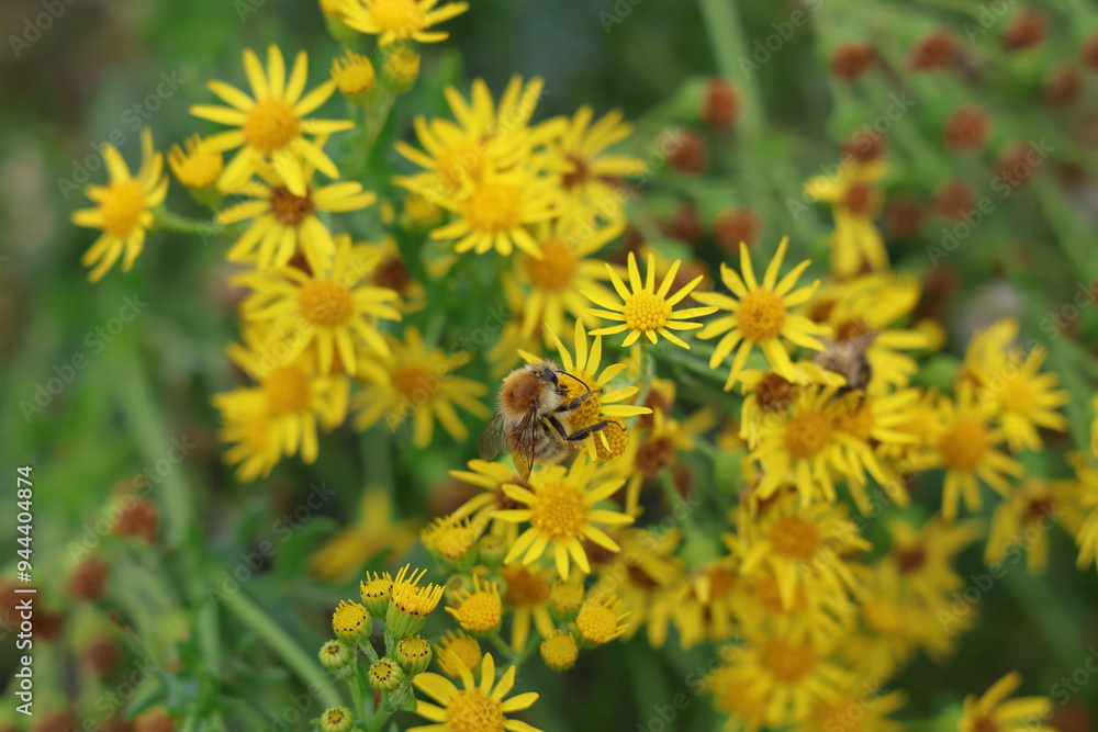 Bee pollinating yellow flowers by beach in the dunes Bee pollinating yellow flowers by beach in the dunes