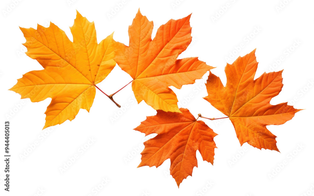 Vibrant autumn maple leaves isolated Vibrant autumn maple leaves isolated