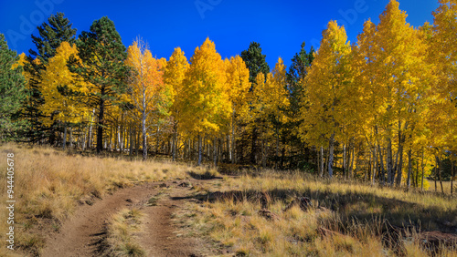 Canvas Print Quaking Aspens in Autum Colors Along a Primitive Four Wheel Drive Road Near Flag