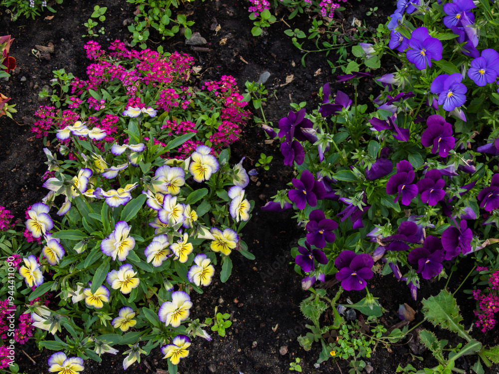 Fototapeta premium bouquet of outdoor flowers in a flowerbed in the garden: pansies