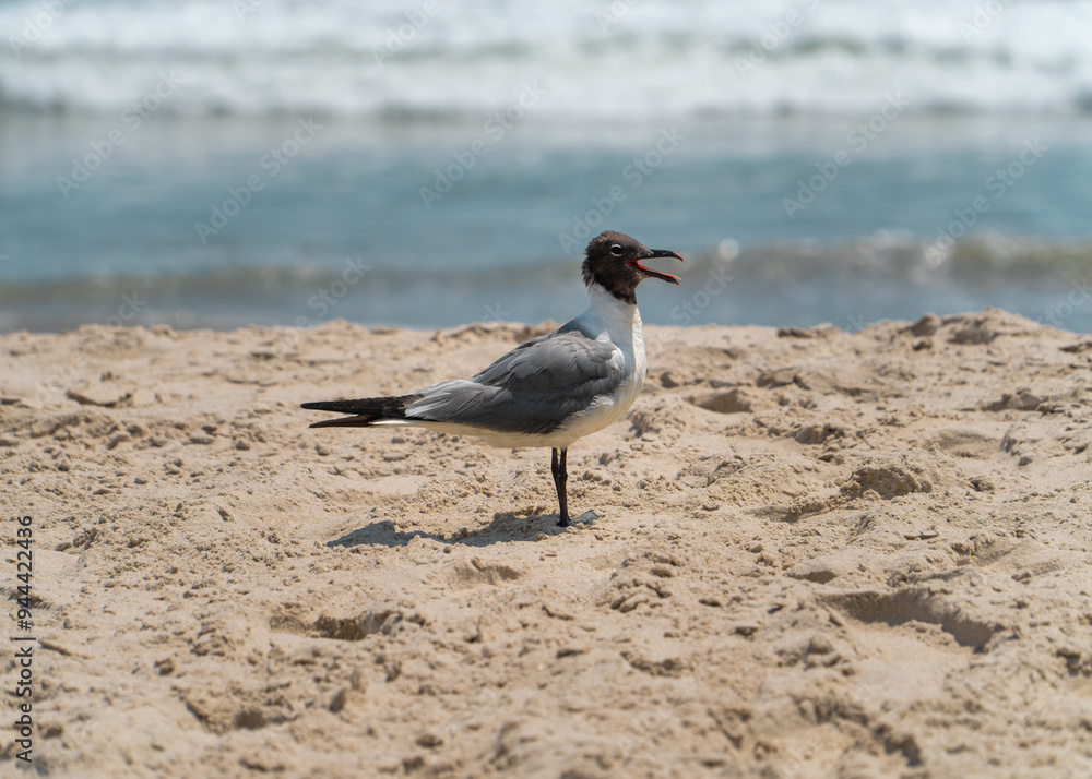 seagull on the beach in Ocean City, New Jersey. Ocean waves crashing in the background. seagull on the beach in Ocean City, New Jersey. Ocean waves crashing in the background.