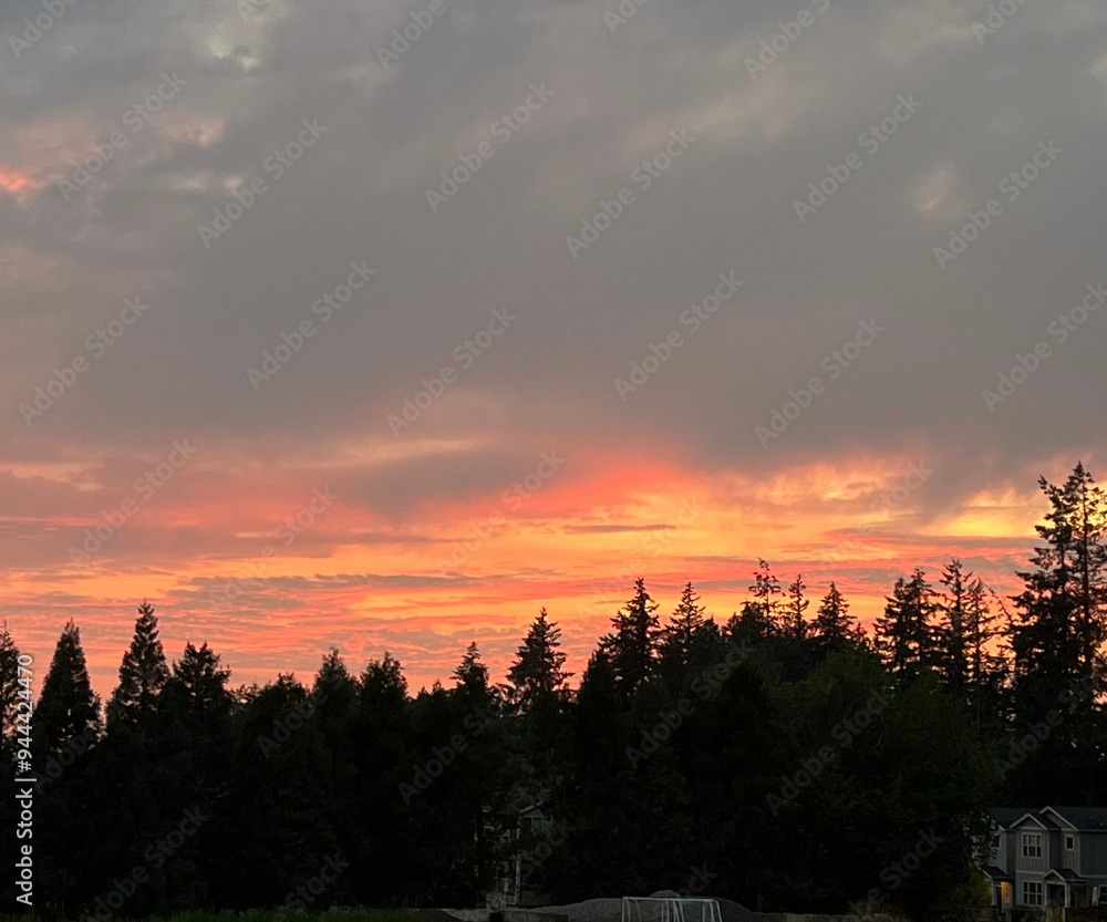 Fototapeta premium sunset in the forest