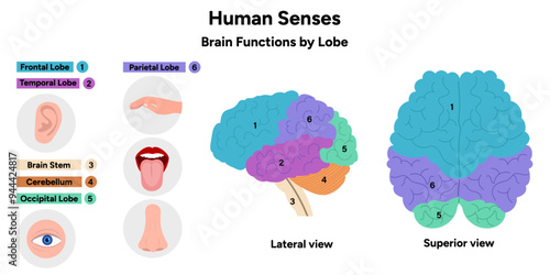 Hand drawn 5 human senses infographic. Brain functions by lobe