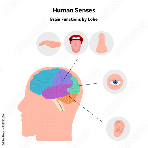 Hand drawn 5 human senses infographic. Brain functions by lobe